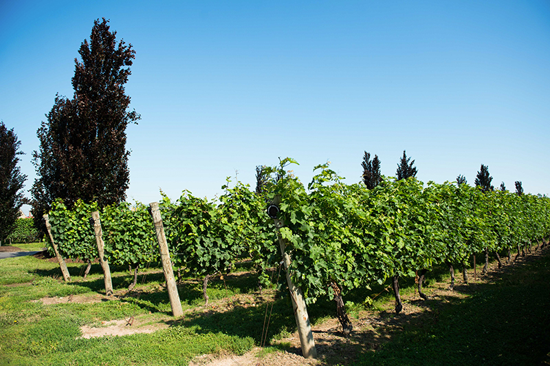 A vineyard at a winery in Niagara-on-the-Lake. 
