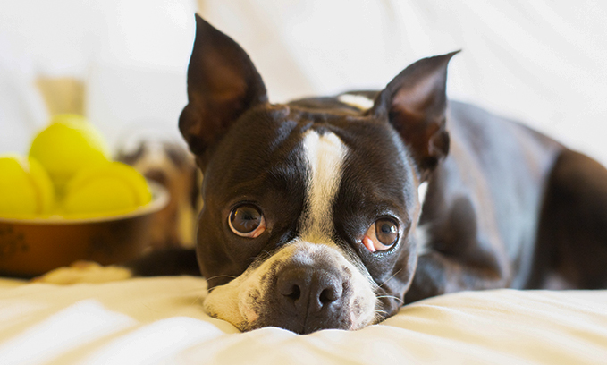 A dog resting comfortably at Best Western Colonel Butler Inn in Niagara-on-the-Lake.